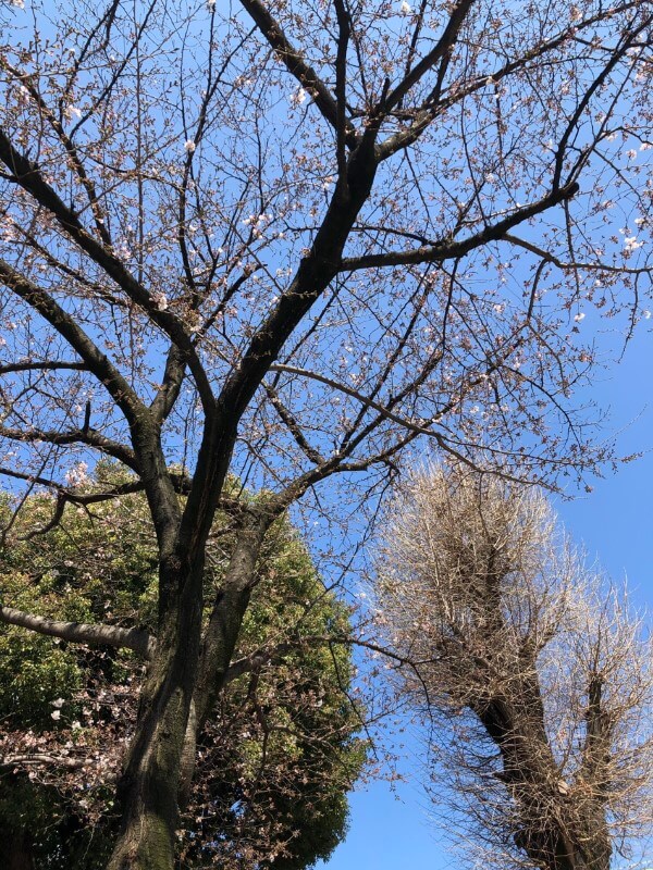 櫛田神社の桜
